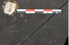 Foto (Detailansicht) von Culmites sp.  (NHMW-GEO-2024-0188-10594)